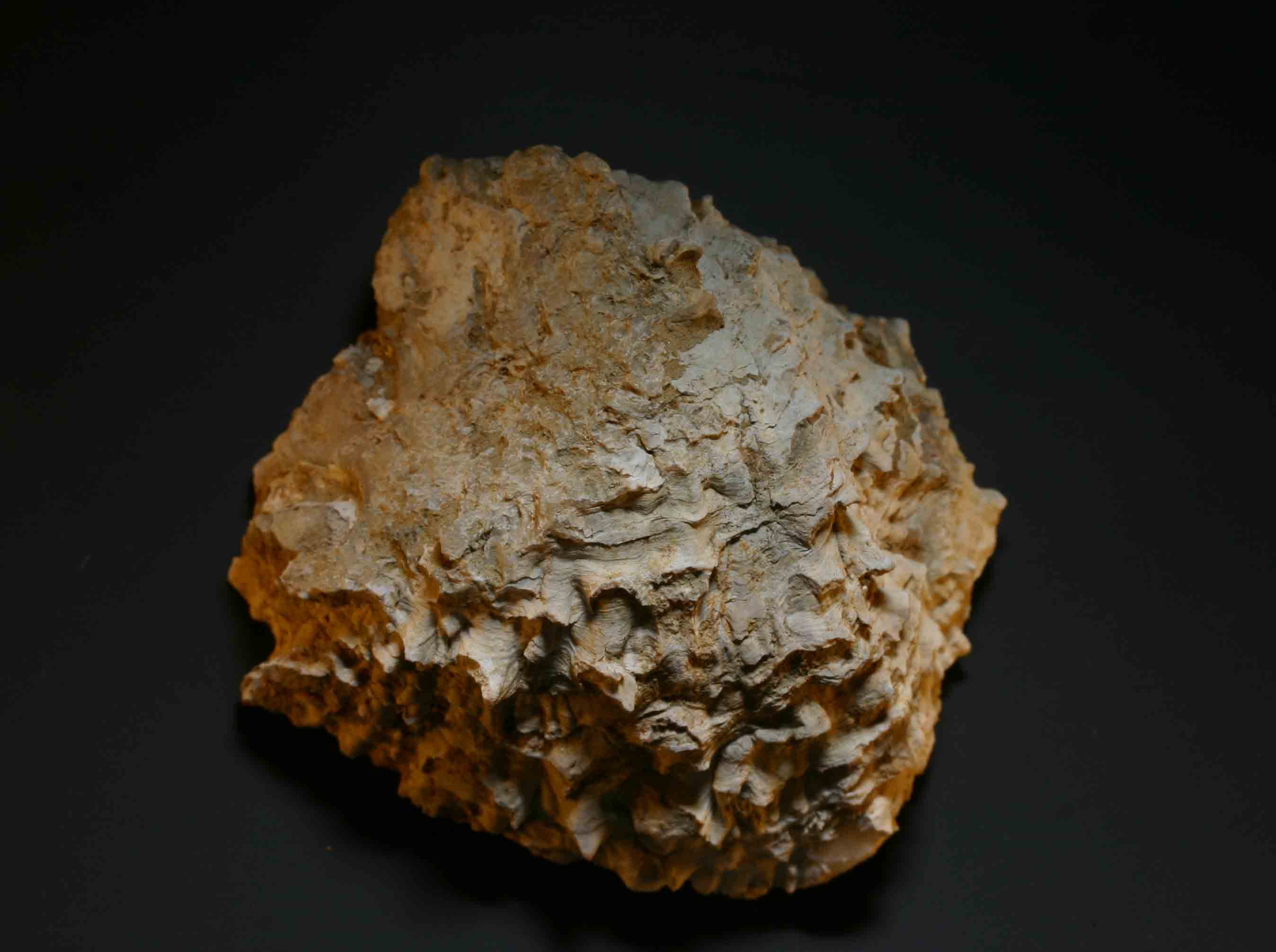 Chama gryphoides (Linn, 1758)